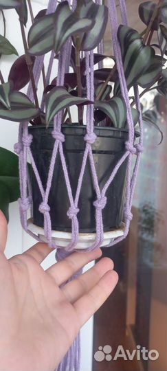 Традесканция с подвесом