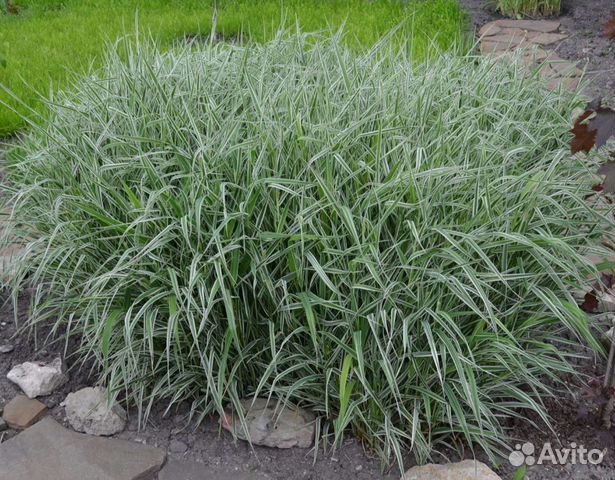 Злака и декоративные травы. Овсяница