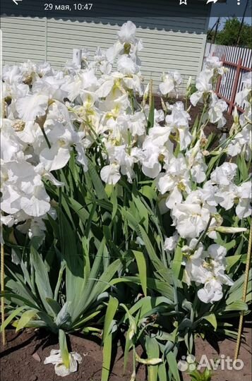 Ирис белый гигант ароматный