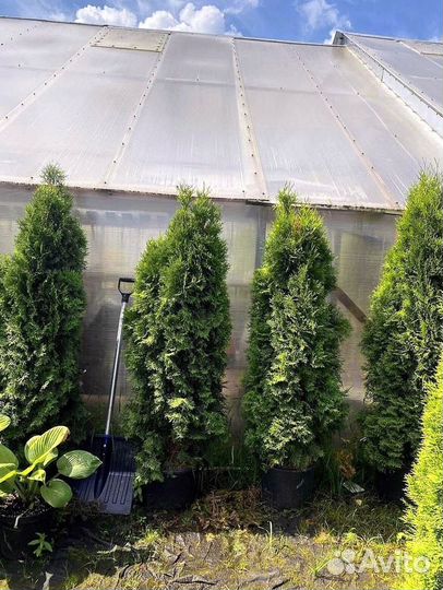 Туи брабант