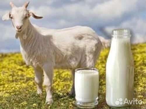 Козье молоко