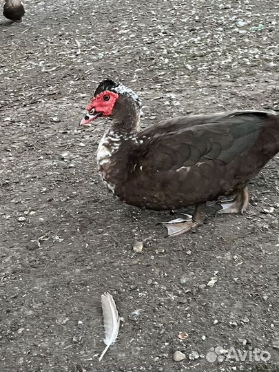 Мускусные утки на мясо