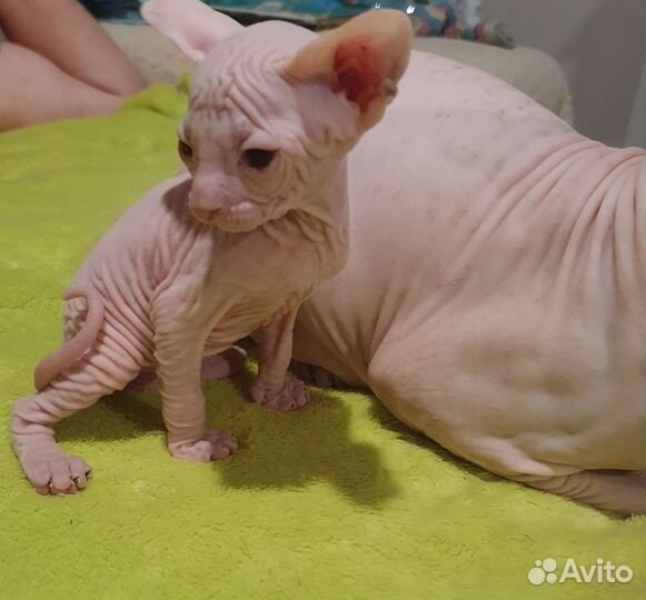 Канадский сфинкс котенок