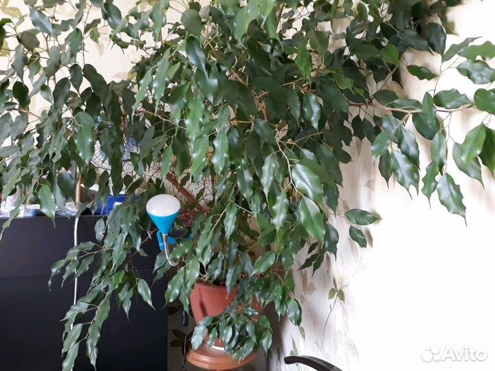 Бенджамина