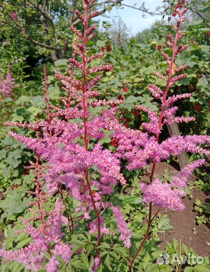 Пионы куст,астильба,флоксы,ромашка