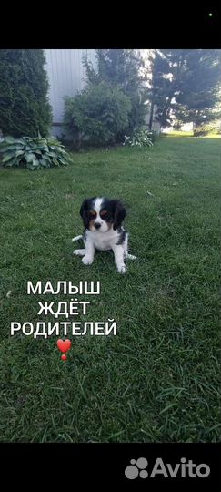 Щенки кавалер кинг чарльз, мальчики 3 мес