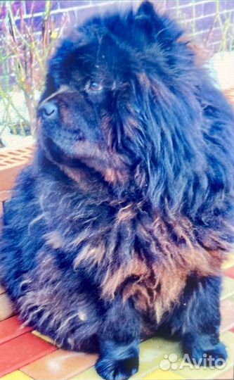 К Продаже к Резерву щенки Чау-чау