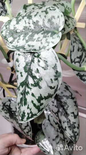 Сциндапсус Silver Lady