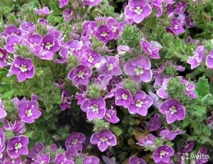 Многолетние садовые цветы, саженцы годжи