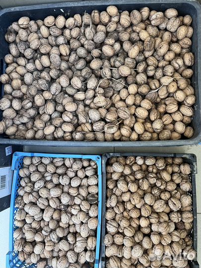 Грецкий орех в скорлупе