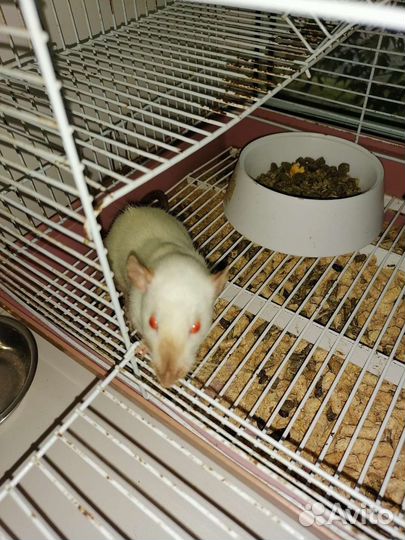 Декоративные крысята Дамбо