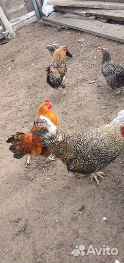 Петухи