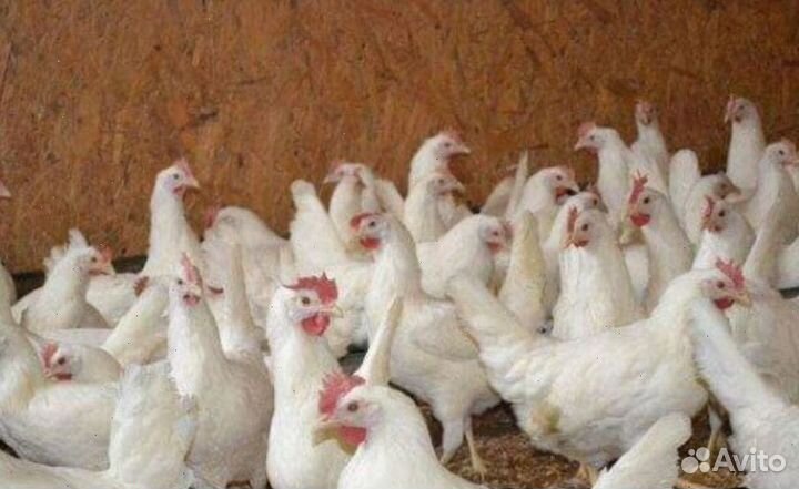 Куры несушки