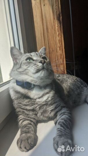 GPS ошейник трекер для собак и кошек