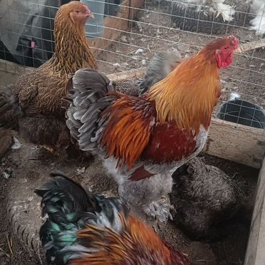 Цыплята брамы куропатчатой