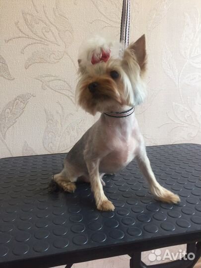 Стрижка йоркширского терьера