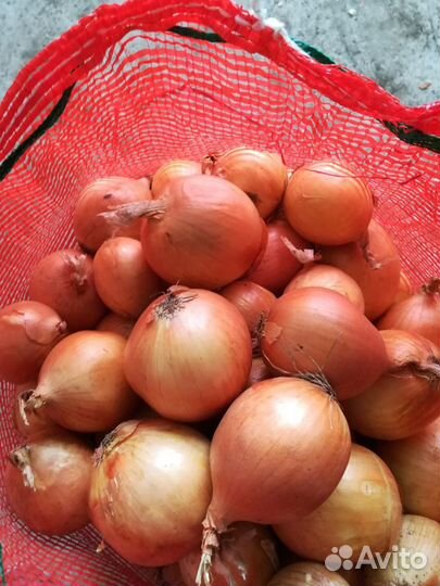 Лук оптом сорт Боска