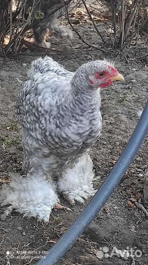 Петух кохинхин