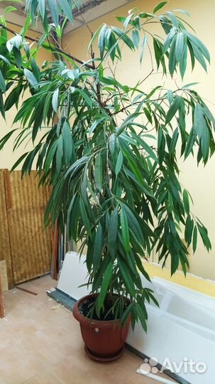 Комнатное растение фикус али