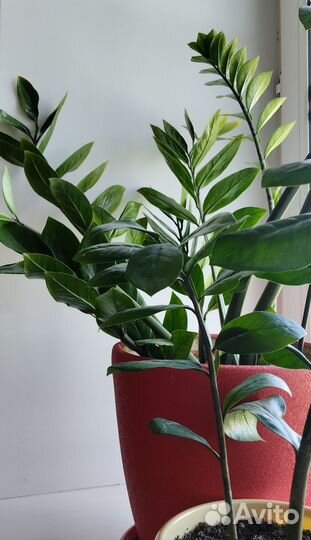 Замиокулькас