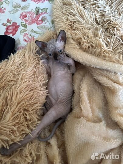 Канадский сфинкс котенок
