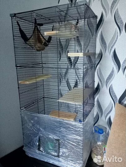 Шиншилла с клеткой