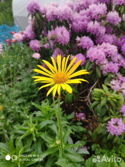 Ромашка гигант