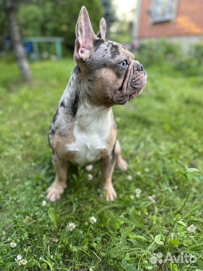 Французский бульдог вязка
