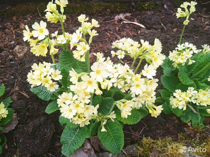 Синеголовник