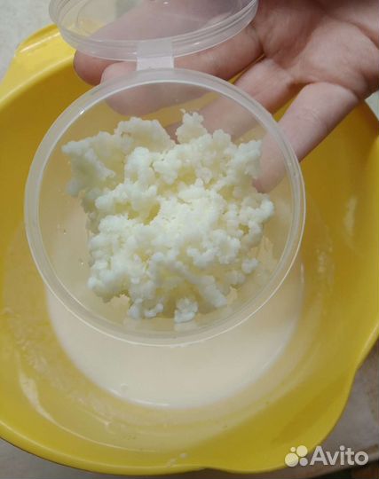 Тибетский кефирный (молочный) гриб