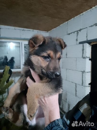 Немецкая овчарка