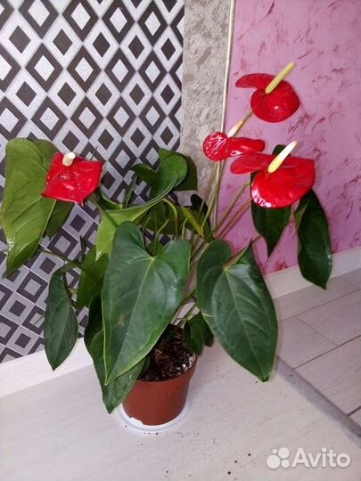 Антуриум Ред