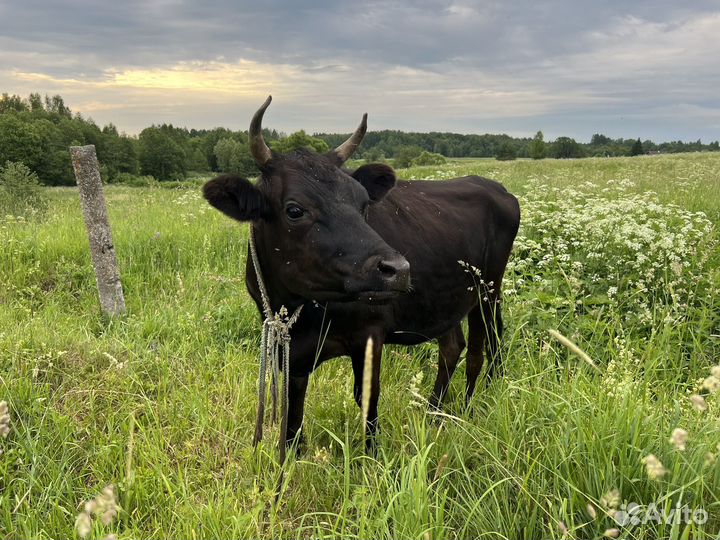 Телки под покрытие