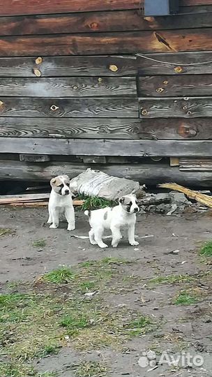 Собака алабай щенки