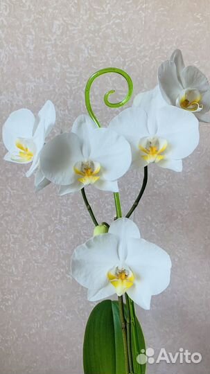 Phal. Miki Dance / phal. White swan