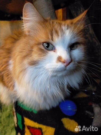 Кошки в добрые руки бесплатно