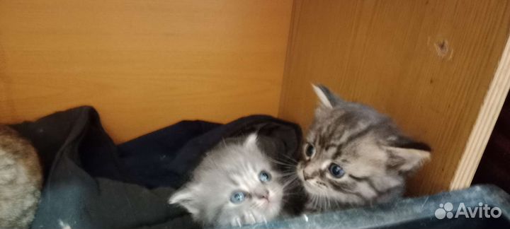 Кошка в дар бесплатно