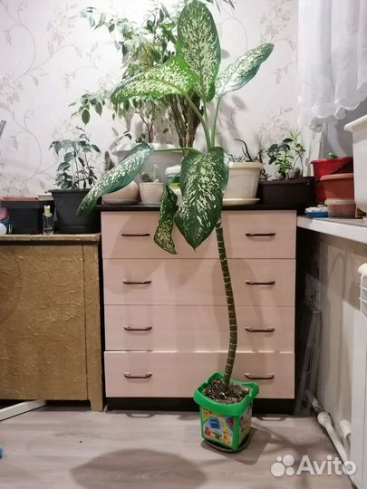 Кактусы, фикус бенжамина и цветы