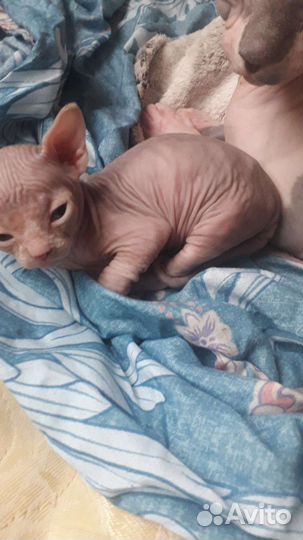 Канадский сфинкс котенок