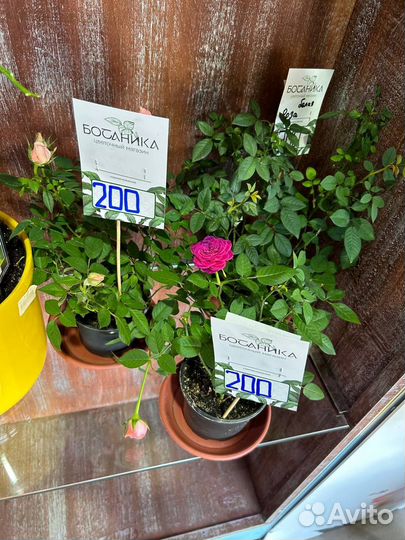 Роза в горшке