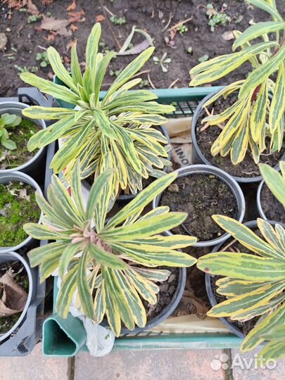 Молочай садовый Эскот Рейнбоу