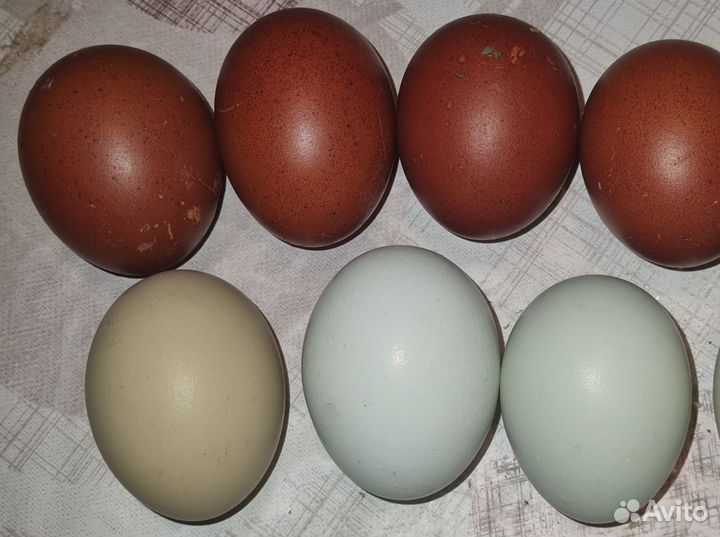 Инкубационное яйцо кур Маран