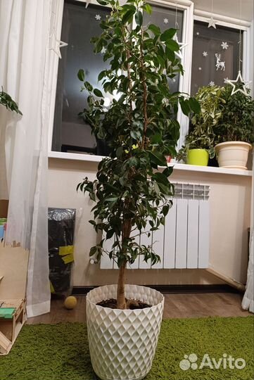 Фикус бенджамина