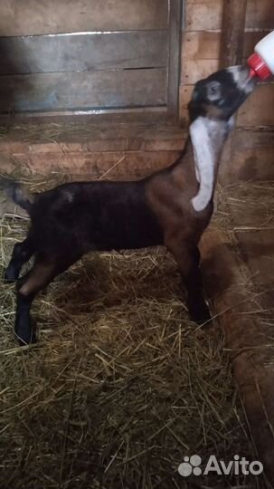 Англо-нубийские козлики и козочка