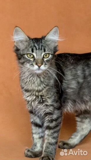 Пушистый Котенок из Донецка 3 мес. в дар