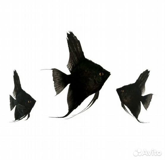 Красная лорикария, кр. неон, скалярии, анциструсы