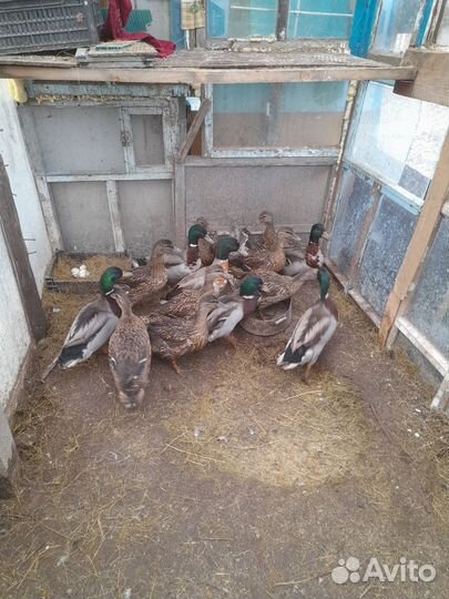 Утки подсадные