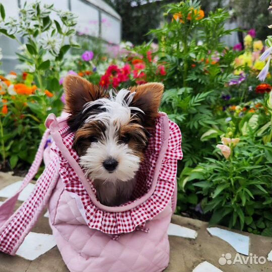 Сумка переноска для собак