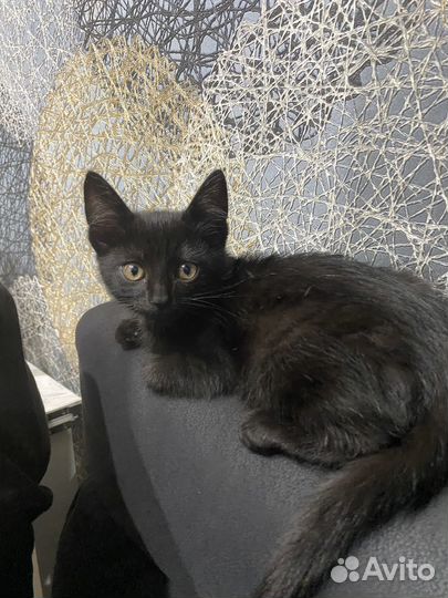 Котенок в добрые руки