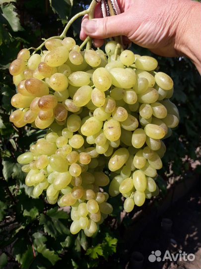 Черенки винограда